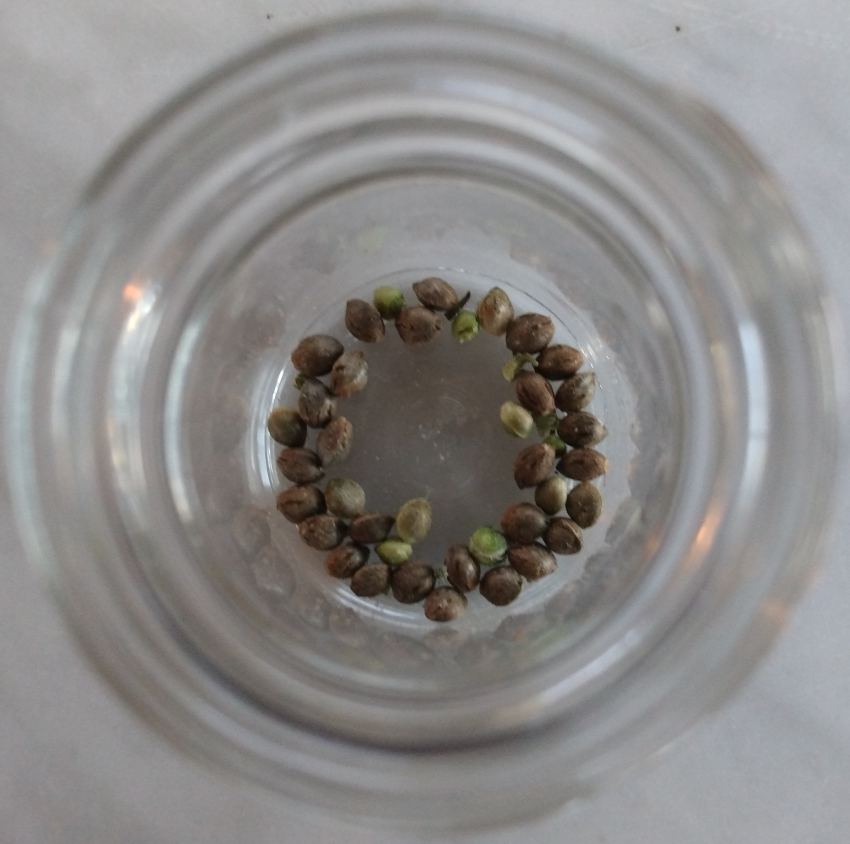 Seeds